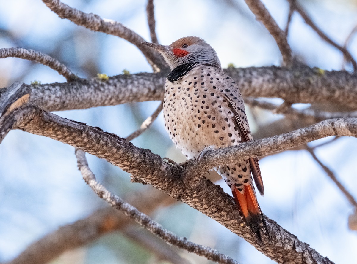 Northern Flicker (Red-shafted) - ML646292598