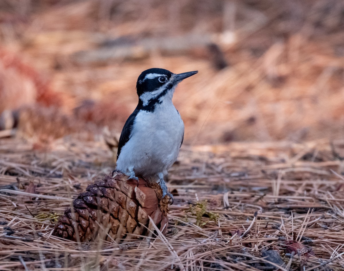 Hairy Woodpecker - ML646292599