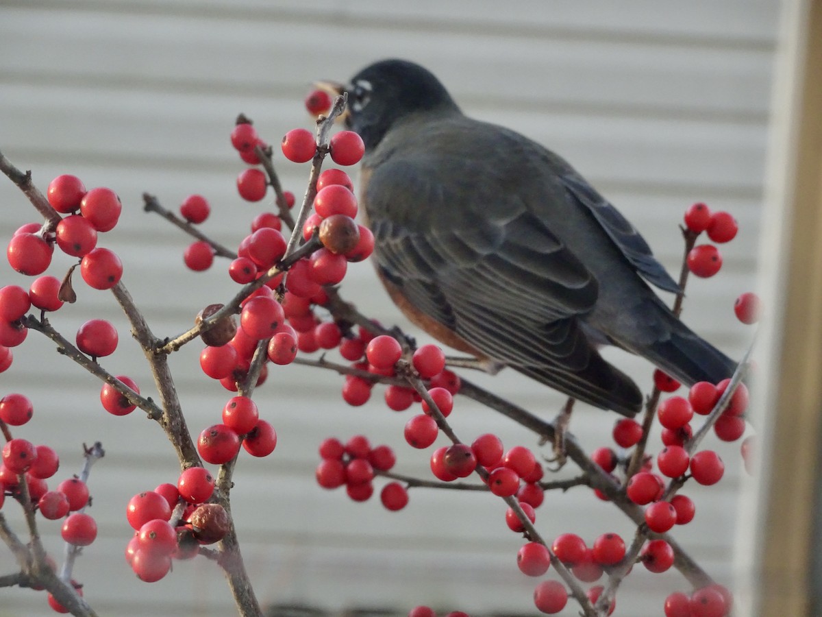 American Robin - ML646292600