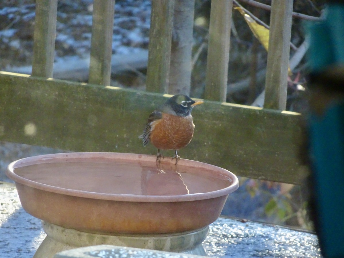 American Robin - ML646292601