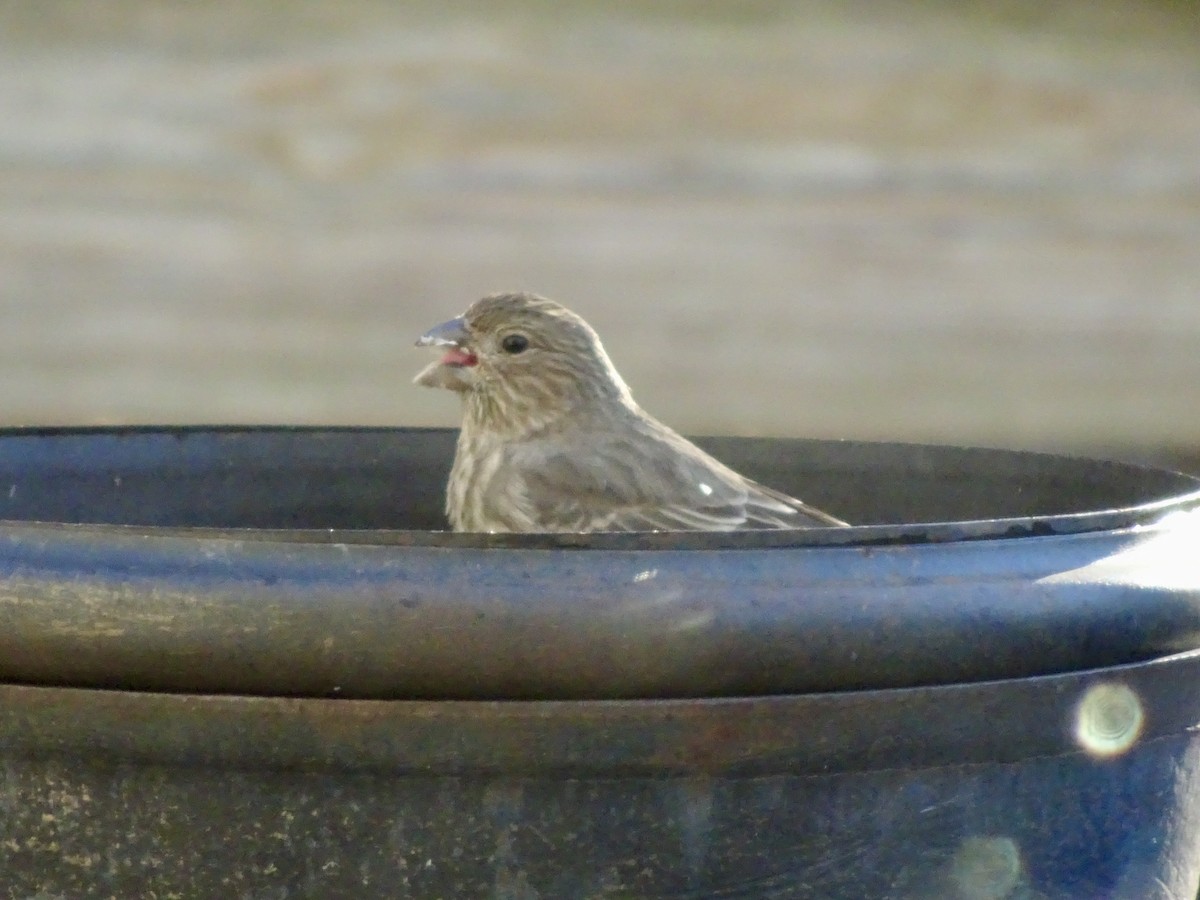 House Finch - ML646292603