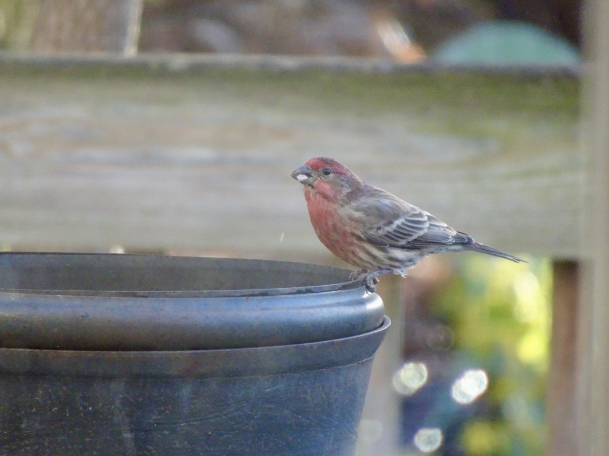 House Finch - ML646292604