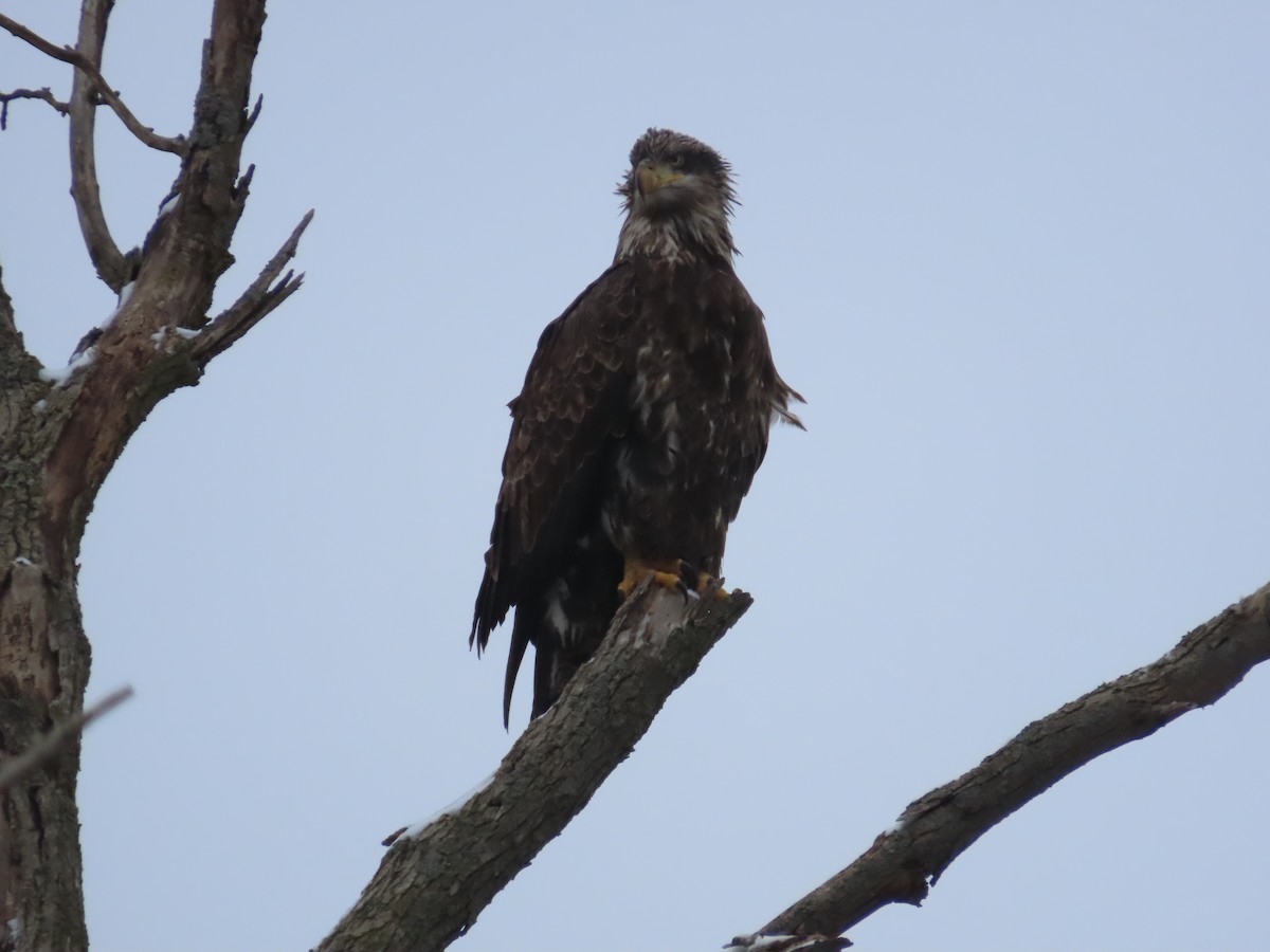 Bald Eagle - ML646292605