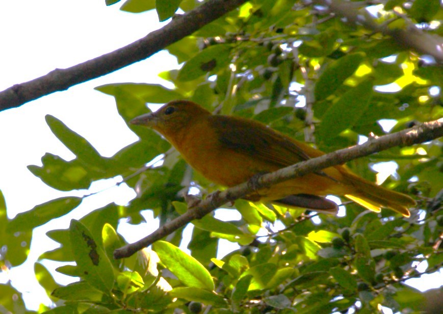 Summer Tanager - ML646292606