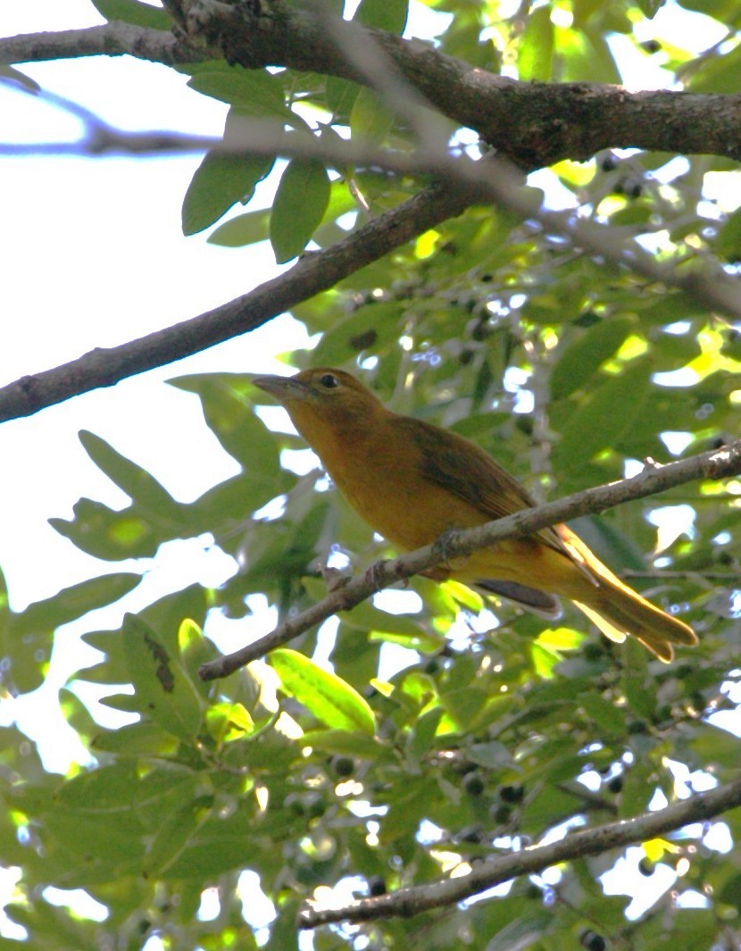 Summer Tanager - ML646292607