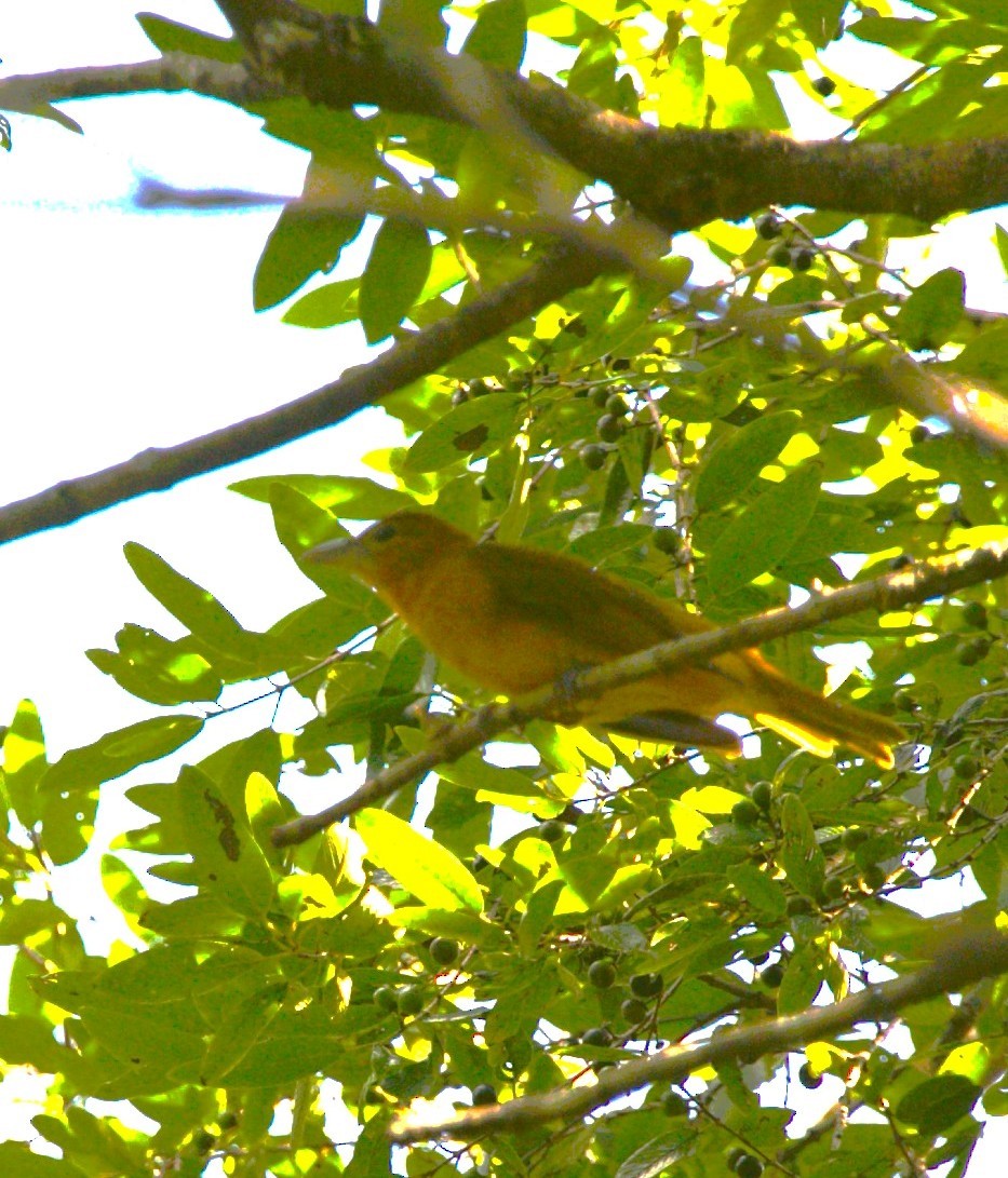 Summer Tanager - ML646292608