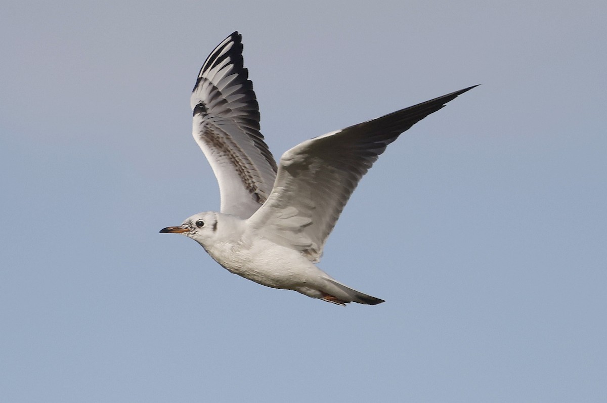 紅嘴鷗 - ML646292609