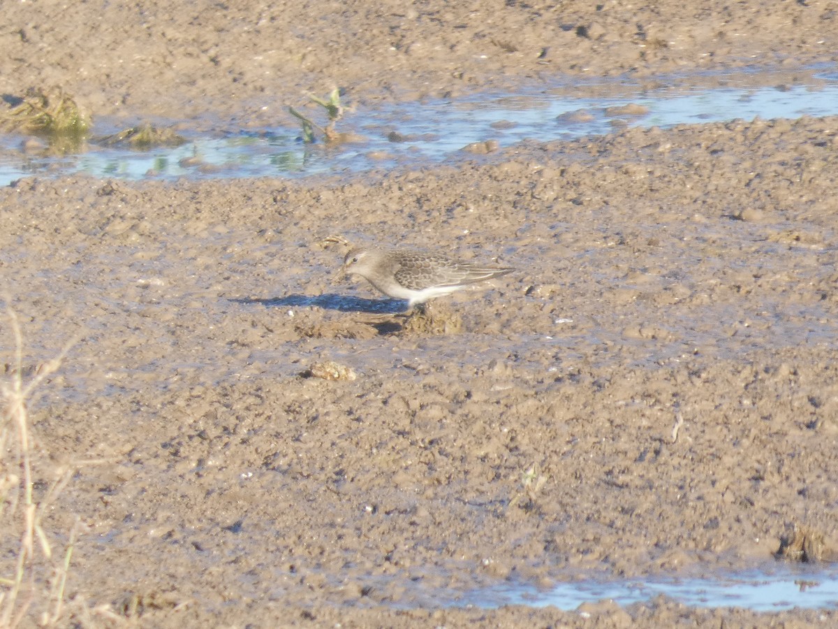 丹氏濱鷸 - ML646292610