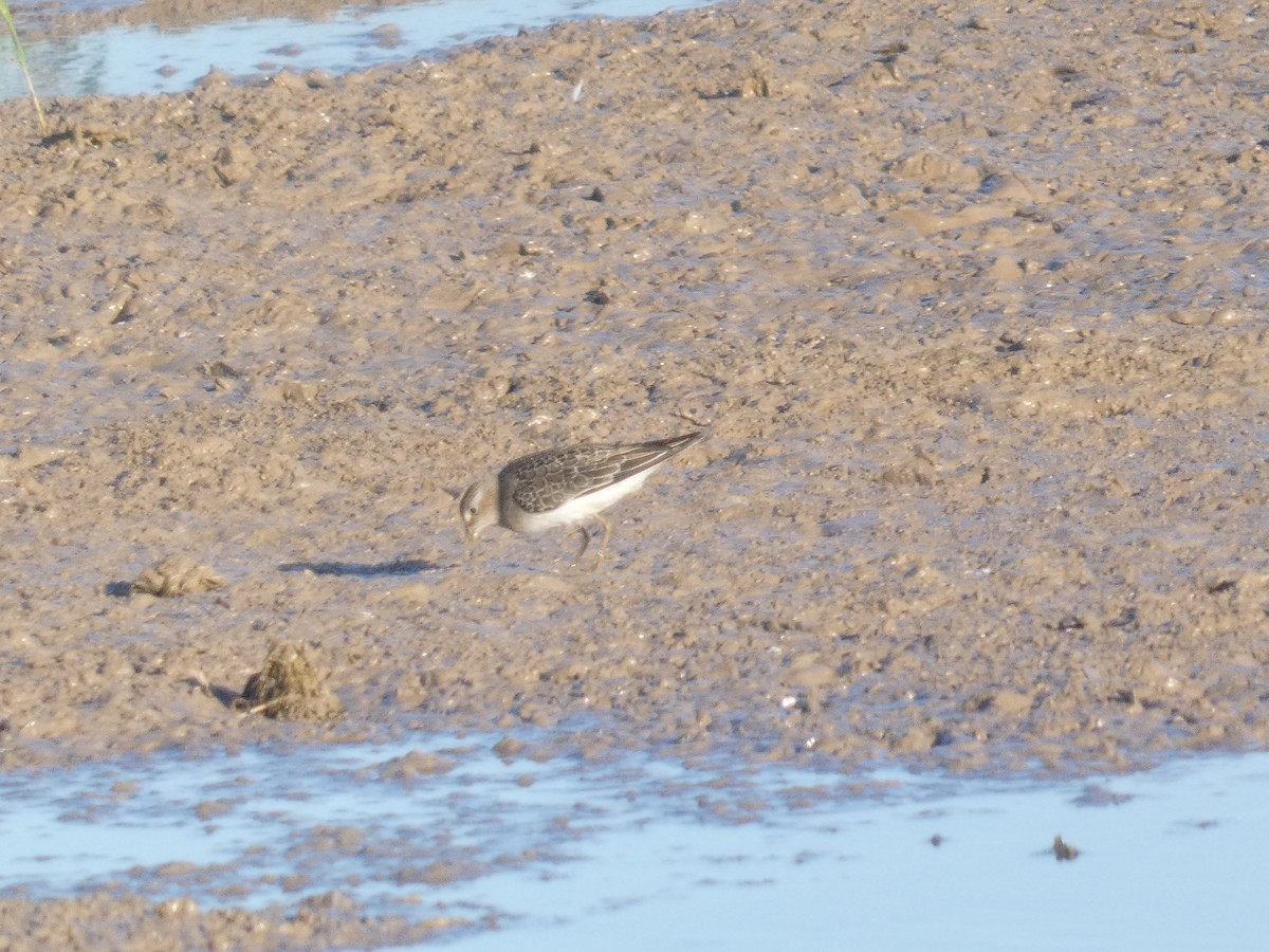 丹氏濱鷸 - ML646292611