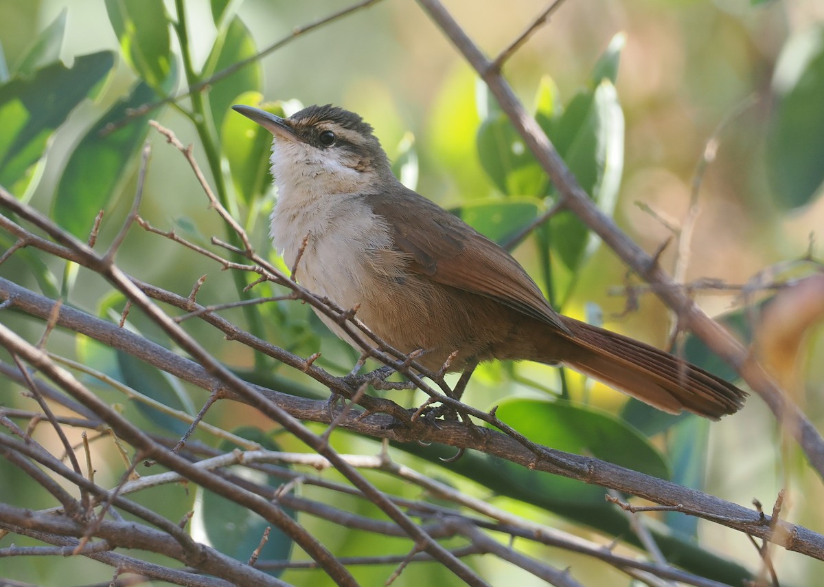 Bolivian Earthcreeper - ML646292612