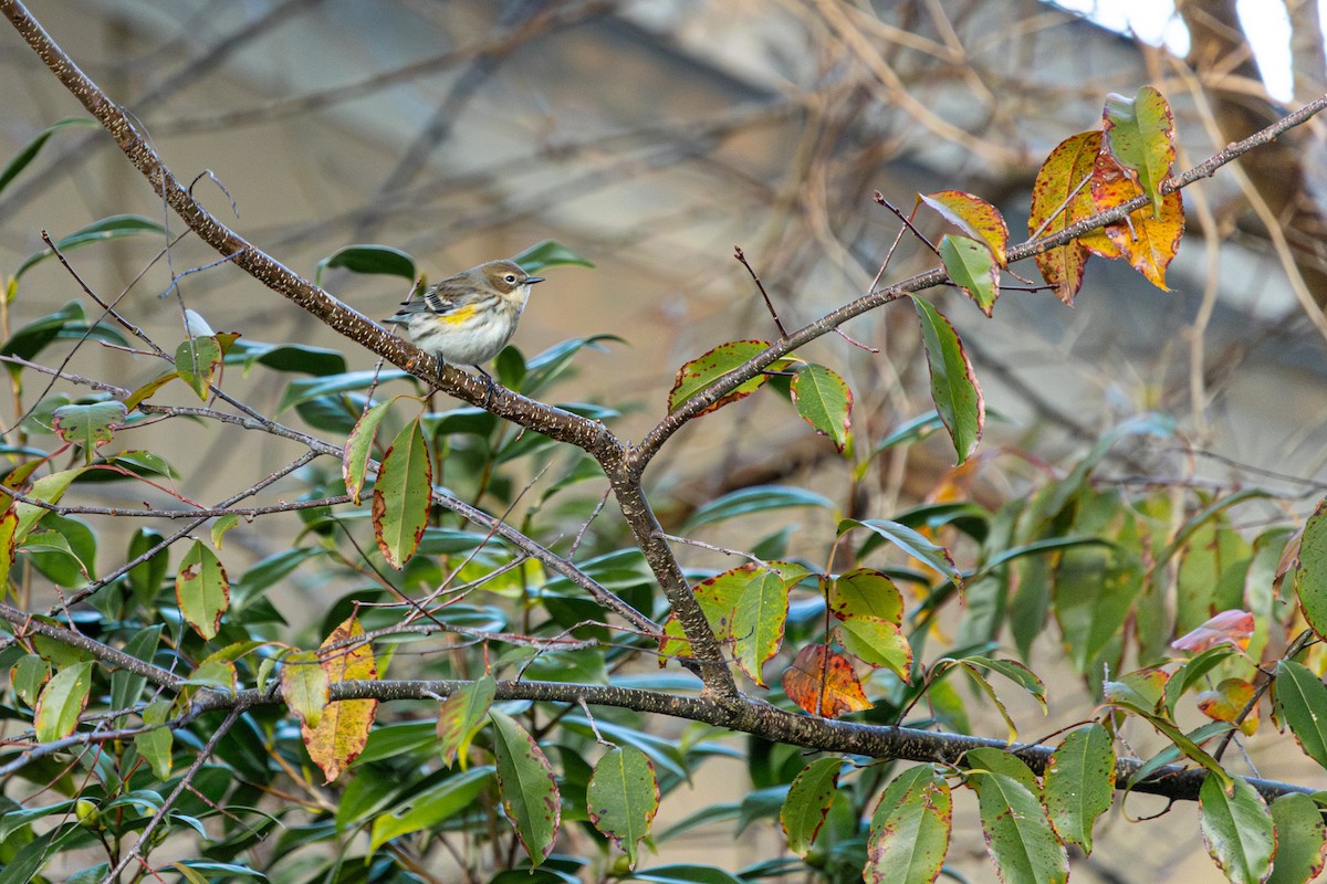 Yellow-rumped Warbler - ML646292613