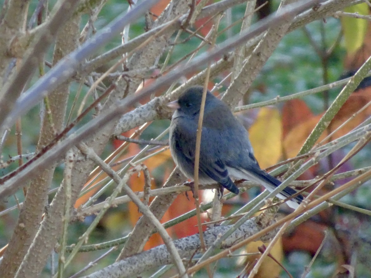 Dark-eyed Junco - ML646292614
