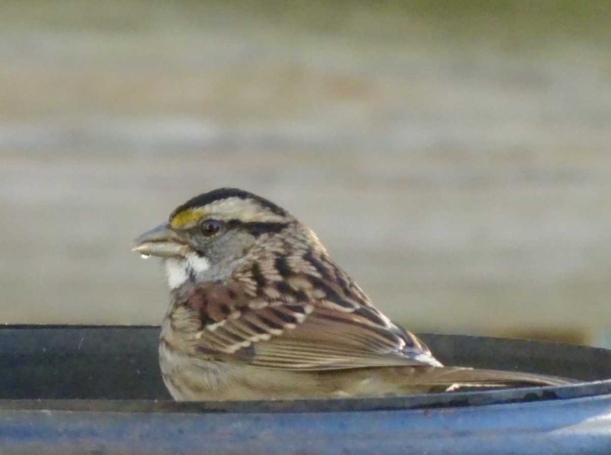 White-throated Sparrow - ML646292615
