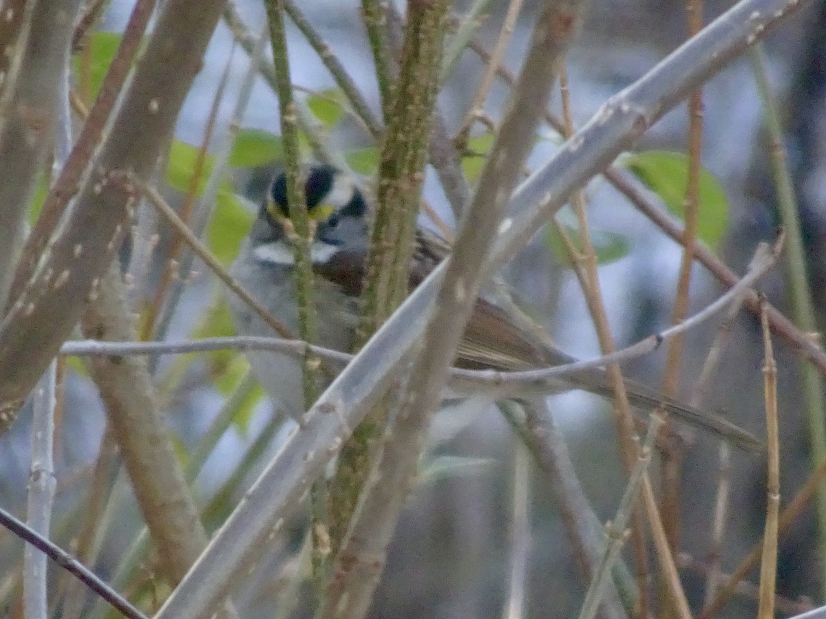 White-throated Sparrow - ML646292616