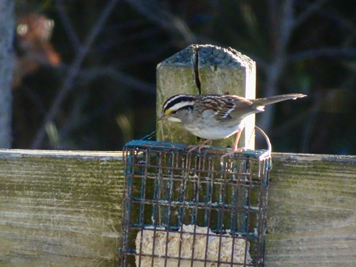 White-throated Sparrow - ML646292617