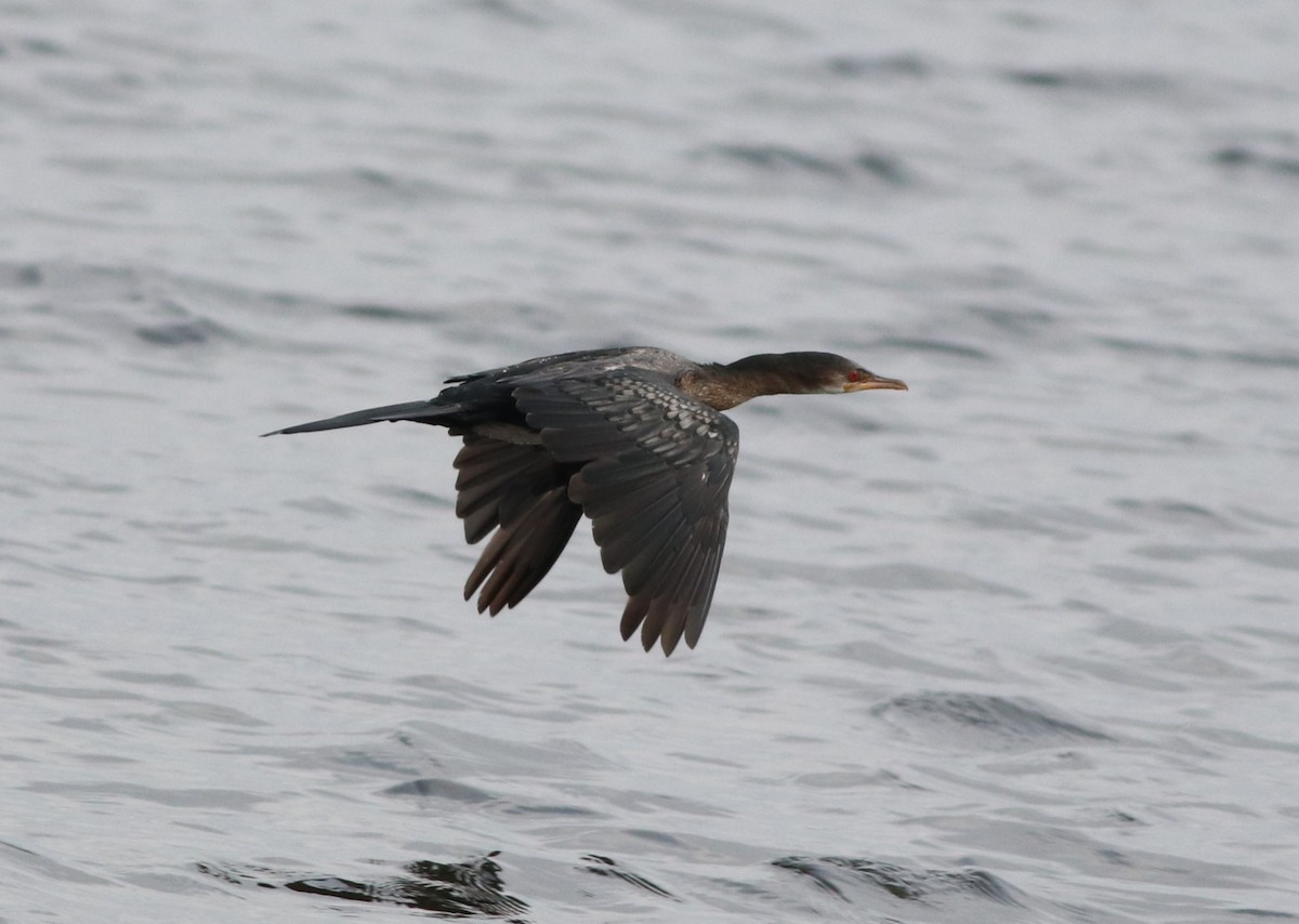 kormorán dlouhoocasý - ML646292621