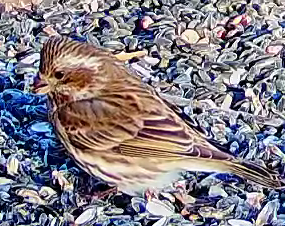 hýl nachový - ML646292622