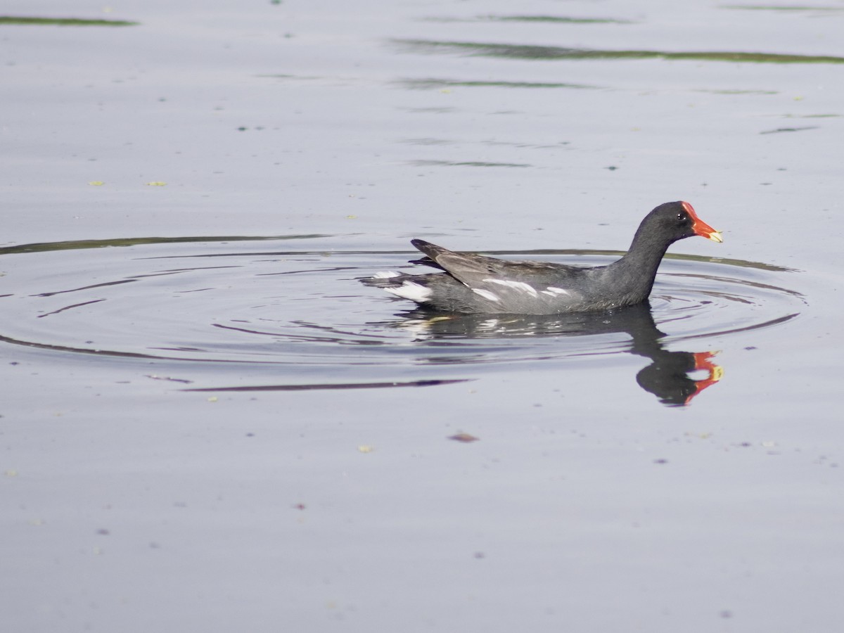 Common Gallinule - ML646292623