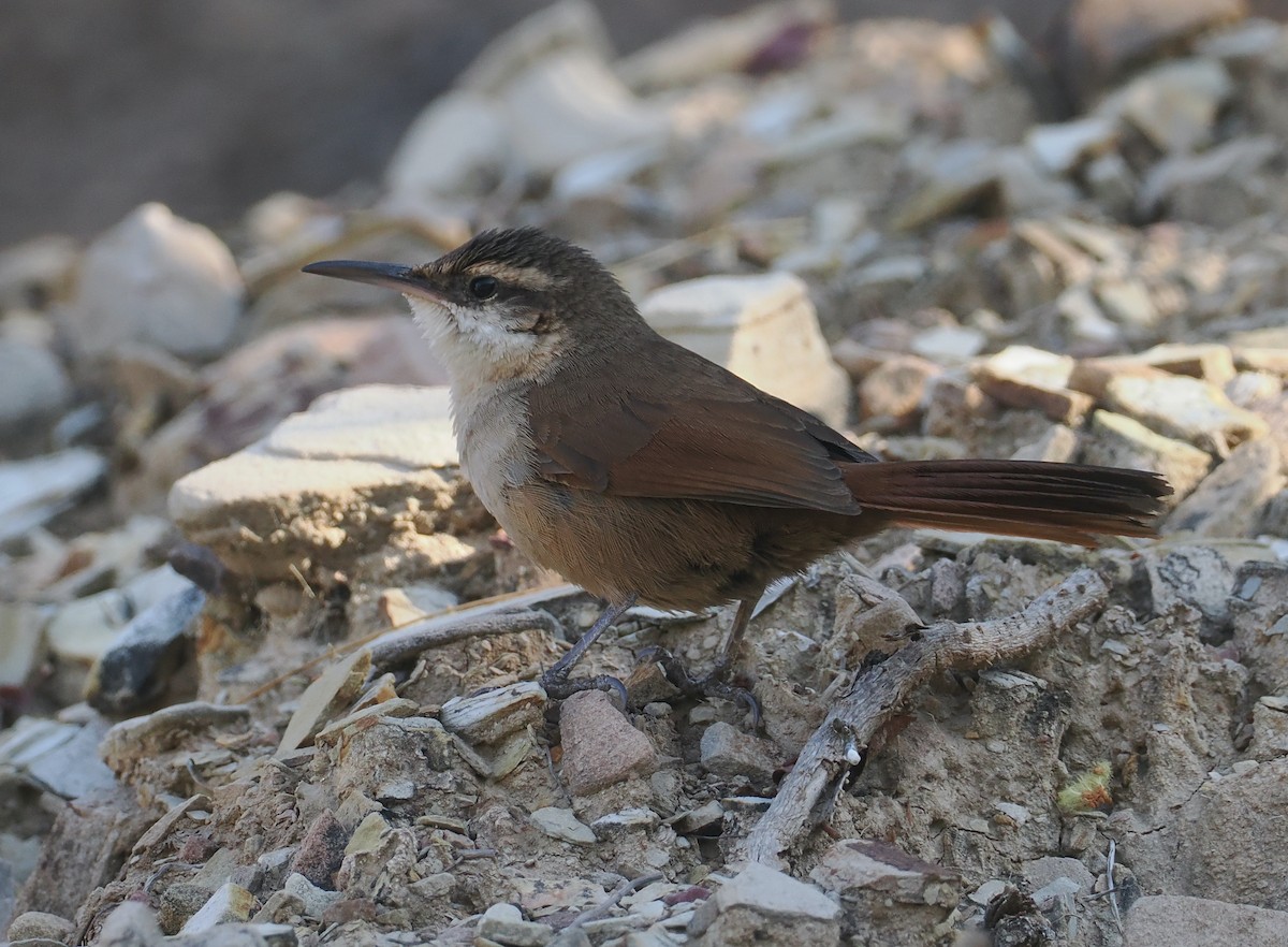 boliviamarkløper - ML646292624