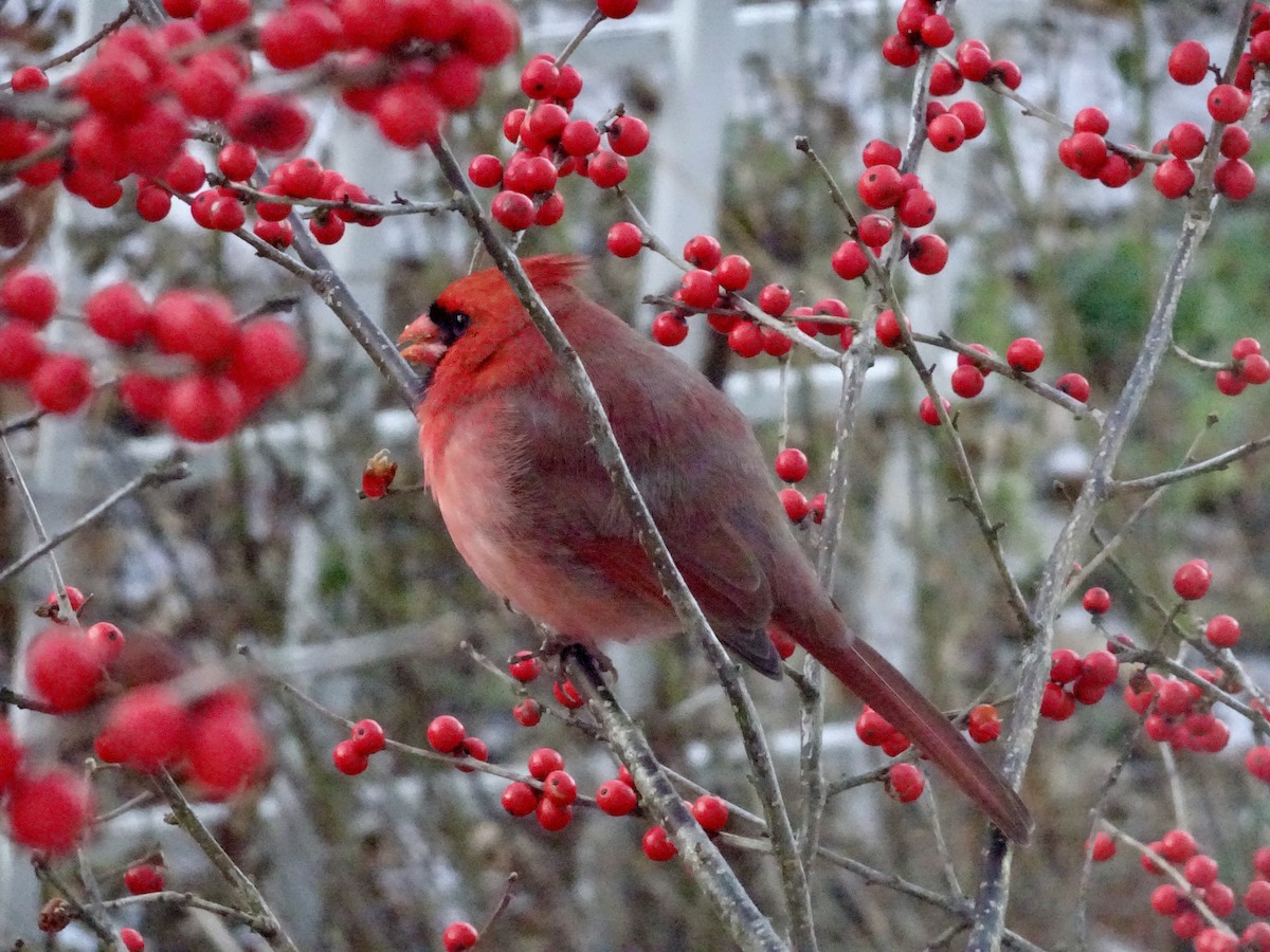 Northern Cardinal - ML646292625