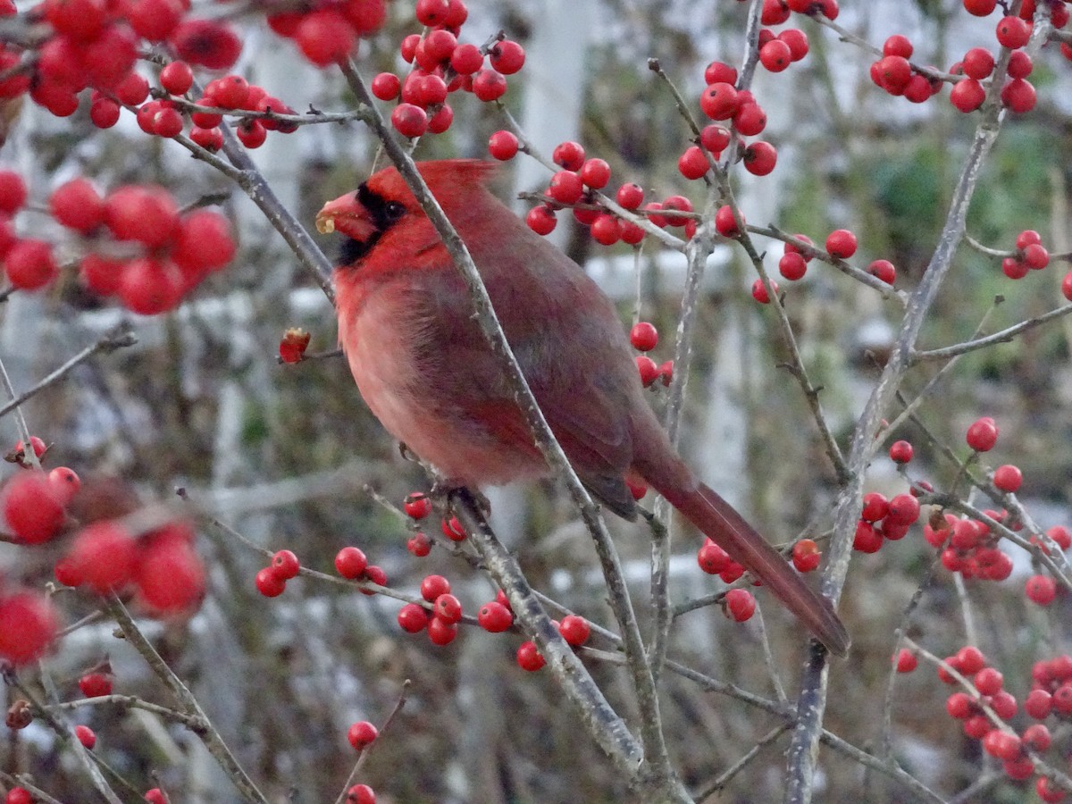 Northern Cardinal - ML646292626