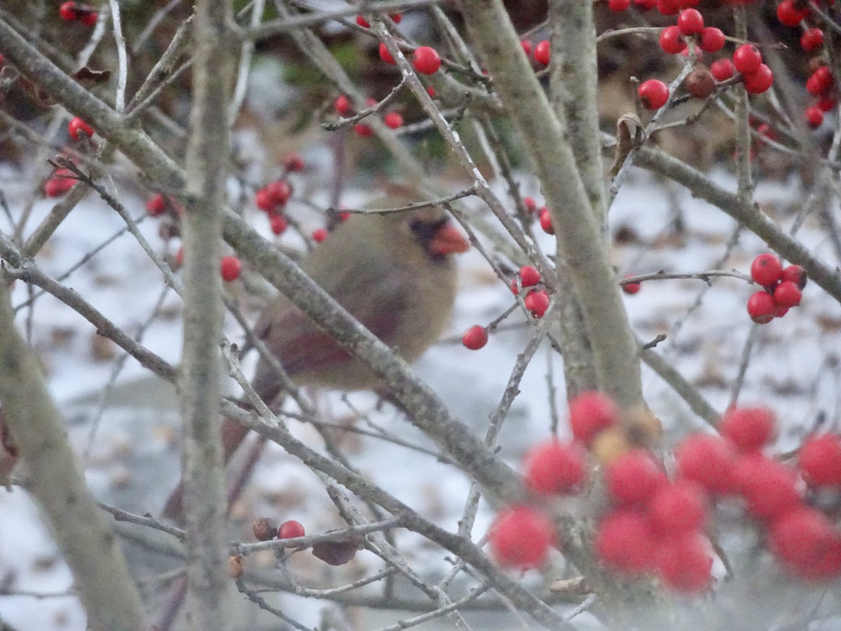Northern Cardinal - ML646292627