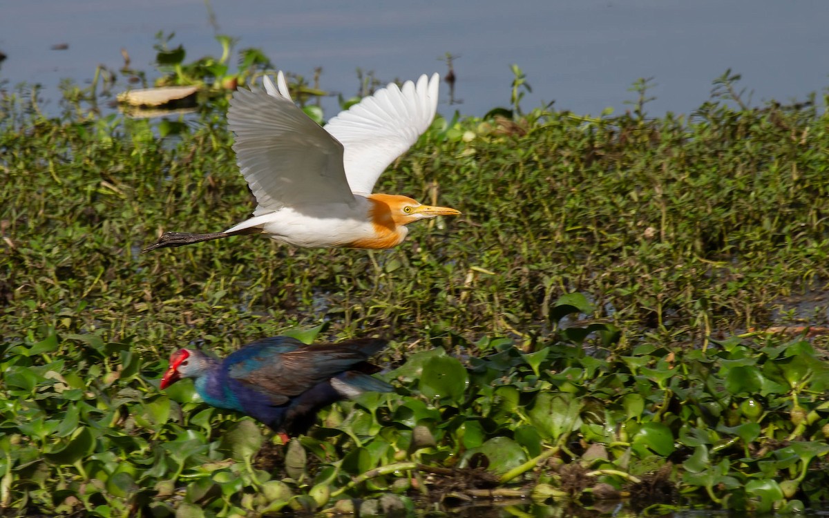 アマサギ - ML646292628