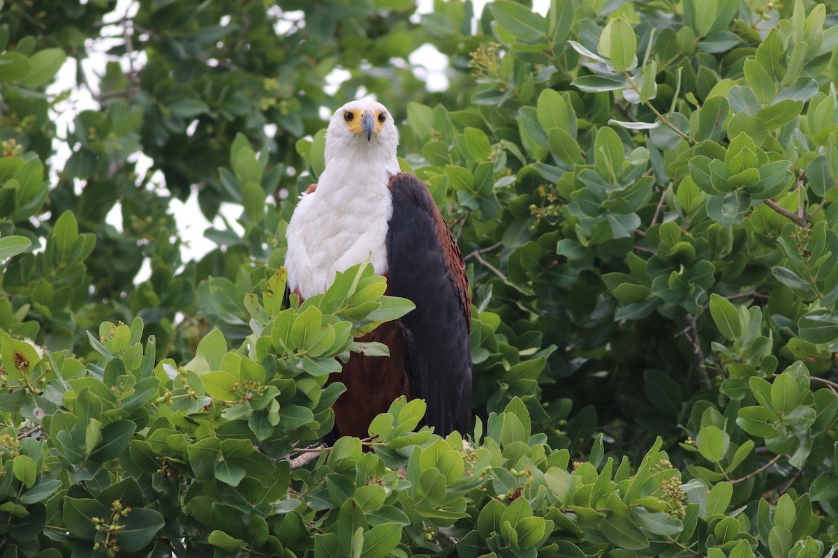 Schreiseeadler - ML646292629