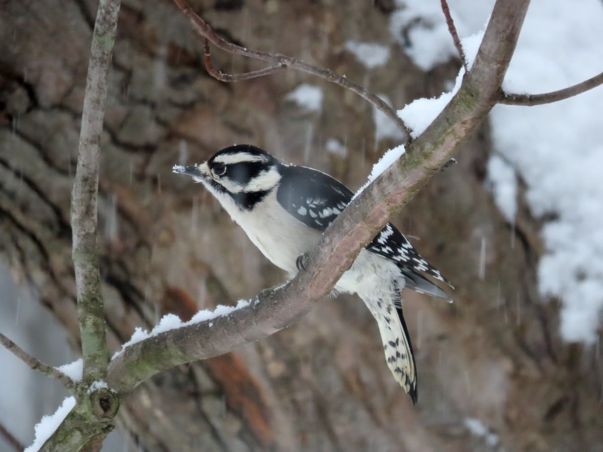 Dunenspecht - ML646292630