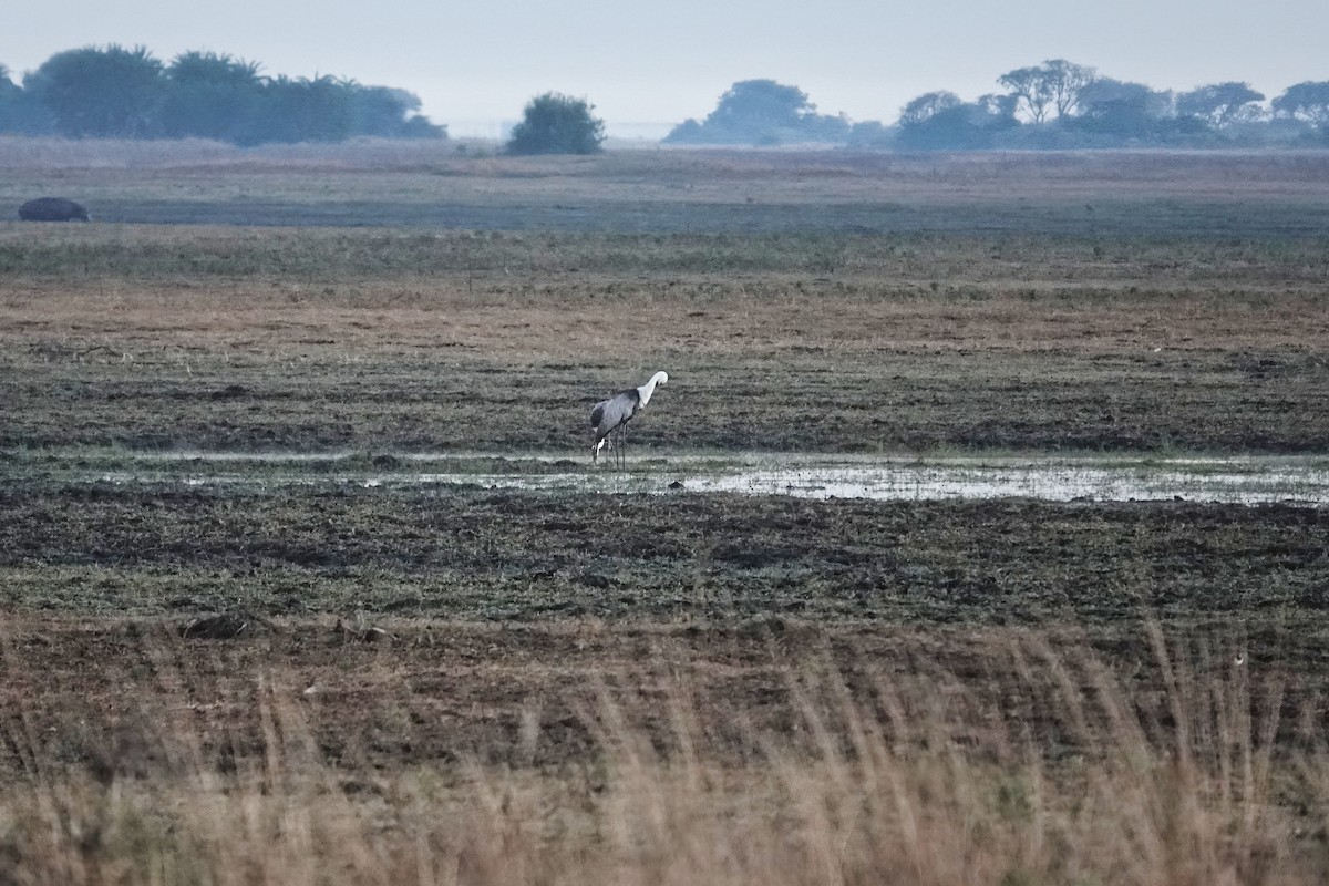 Klunkerkranich - ML646292631