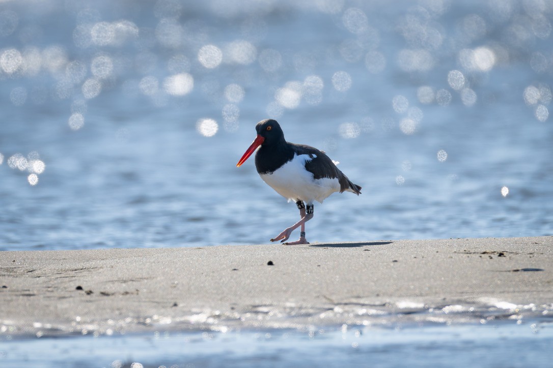 Braunmantel-Austernfischer - ML646292632