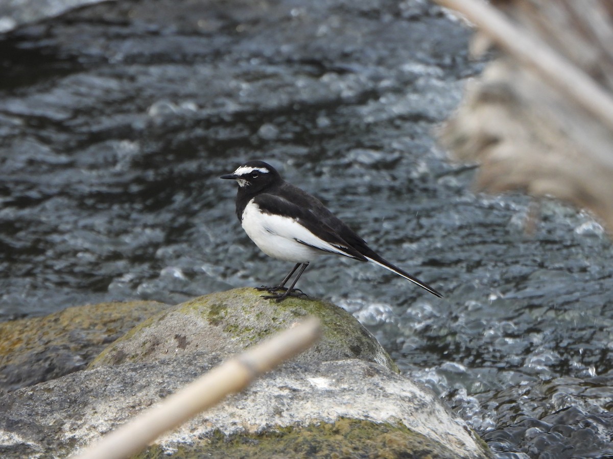 Japanstelze - ML646292633