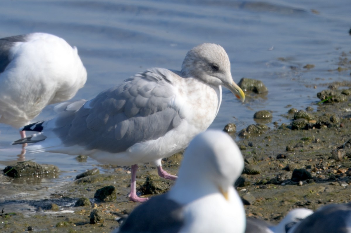 Polarmöwe (Thayermöwe) - ML646292634