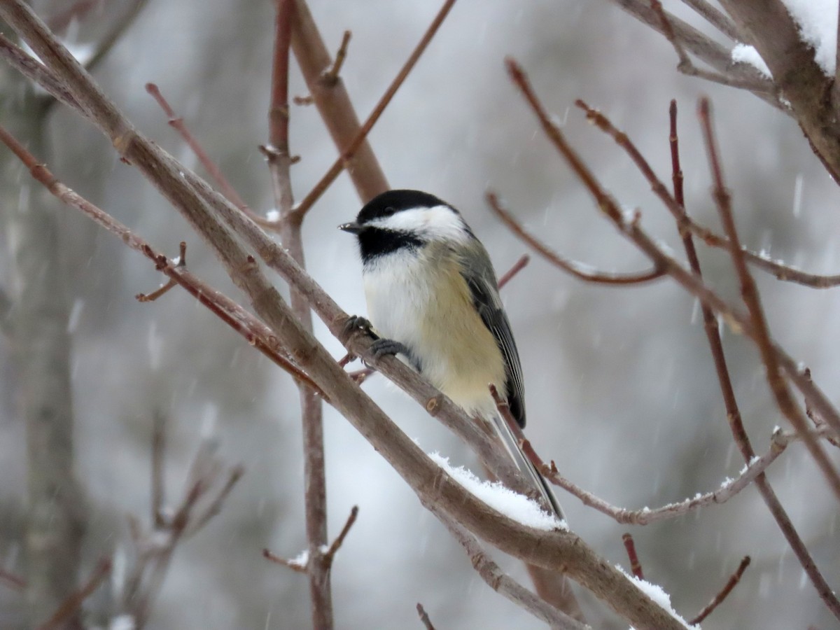 Schwarzkopfmeise - ML646292635