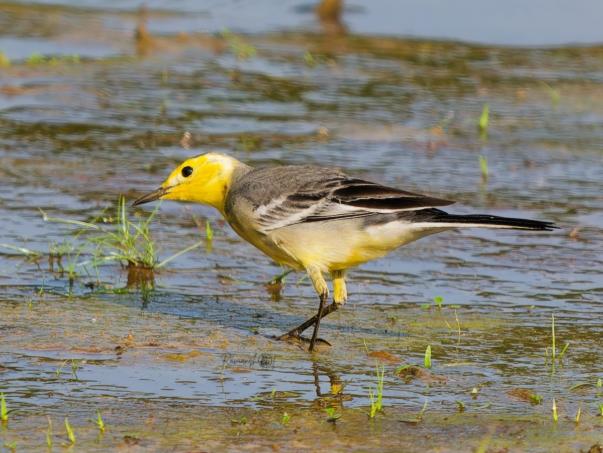 Zitronenstelze - ML646292636