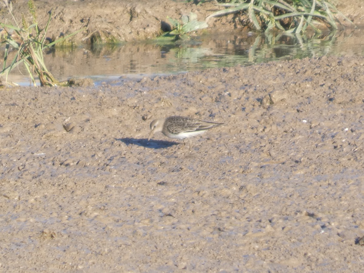 Temminckstrandläufer - ML646292637
