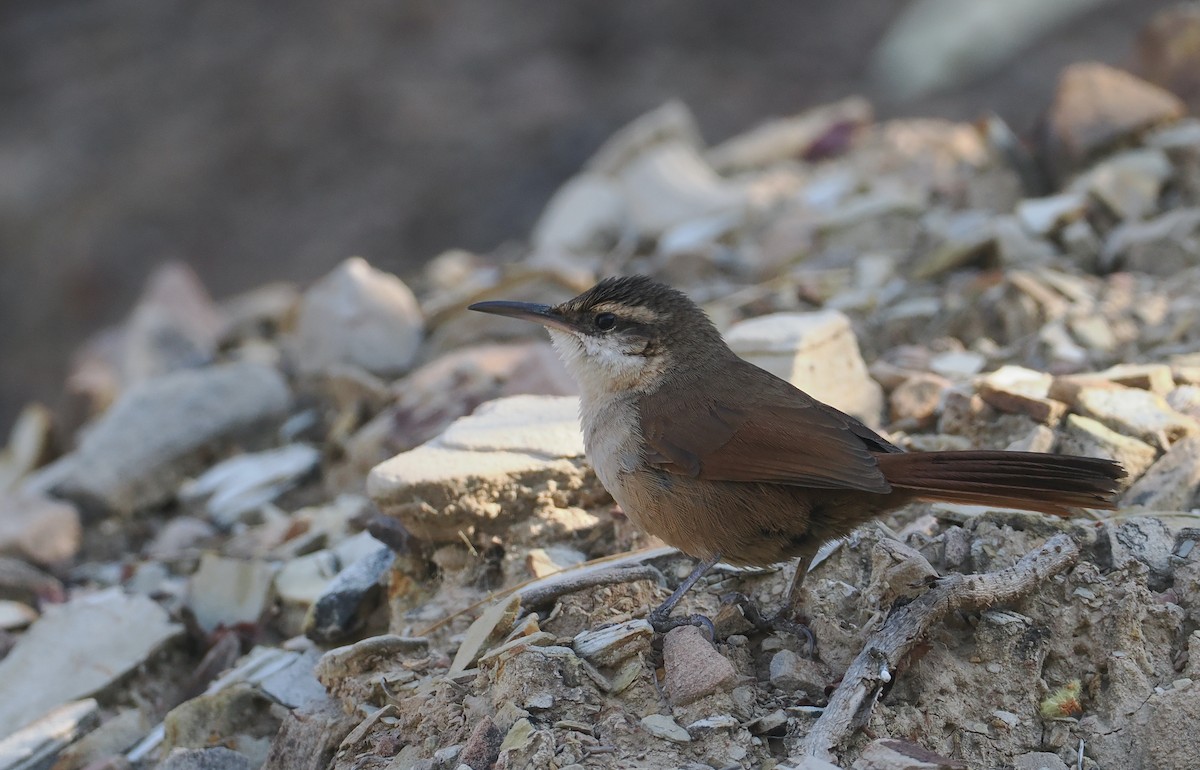 Blassbauch-Erdhacker - ML646292638