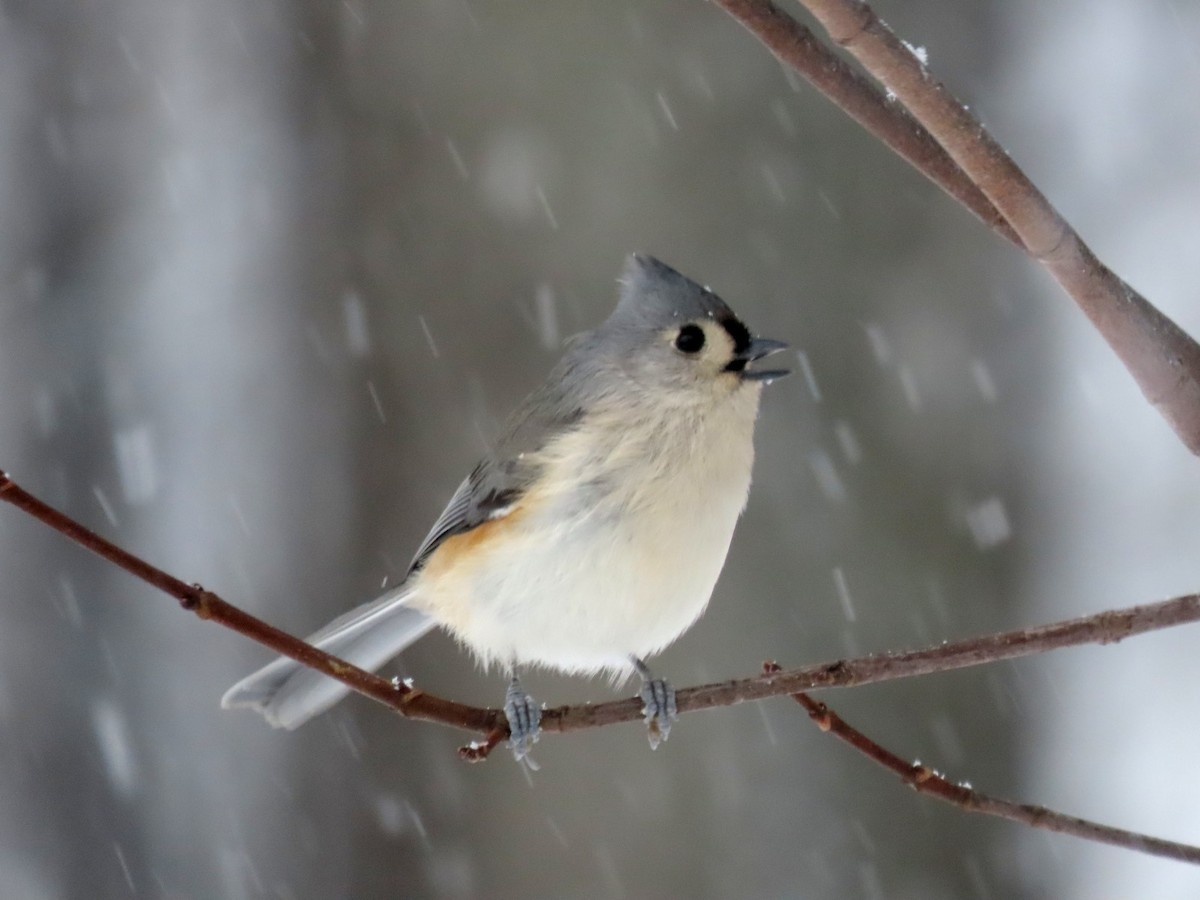 Grauhäubchenmeise - ML646292639