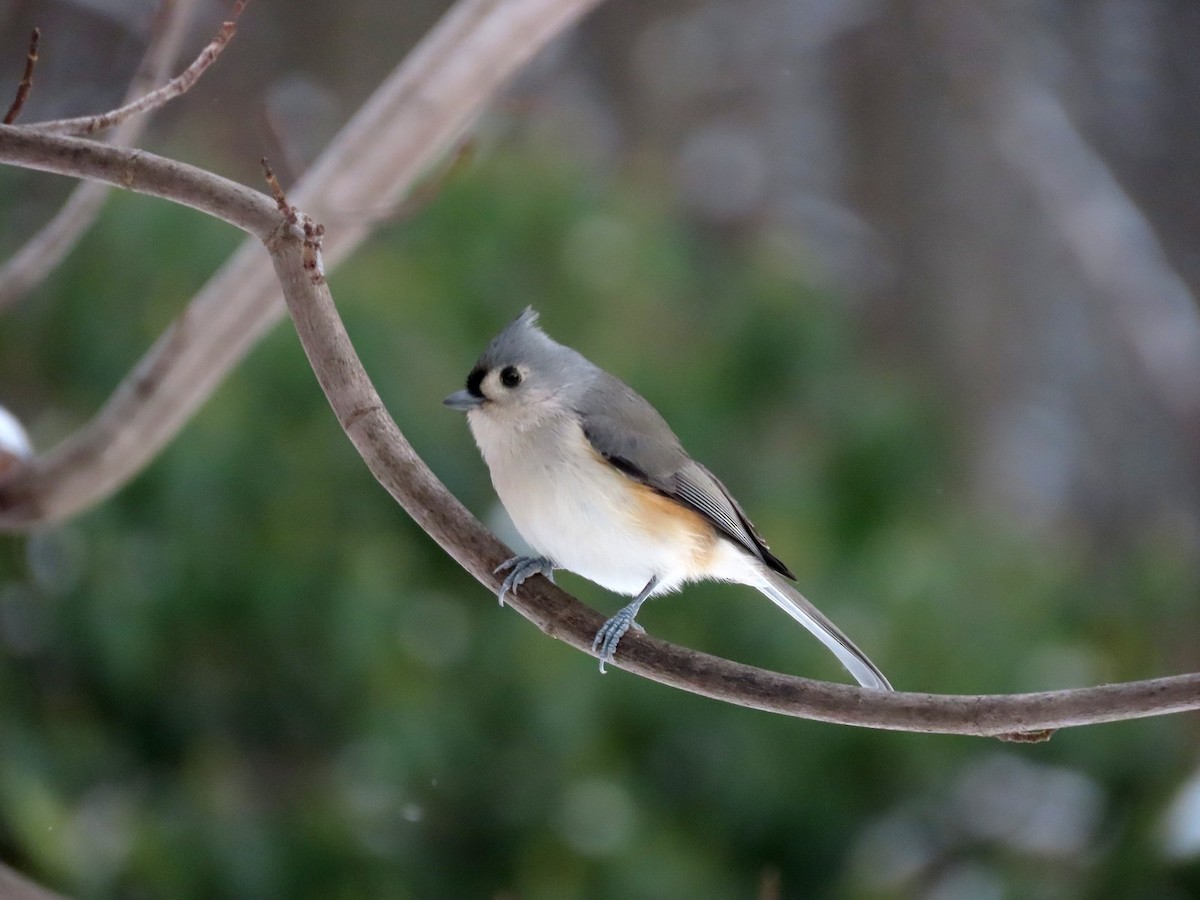 Grauhäubchenmeise - ML646292640