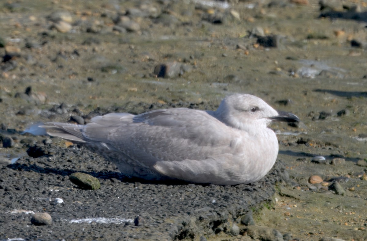 Beringmöwe - ML646292641