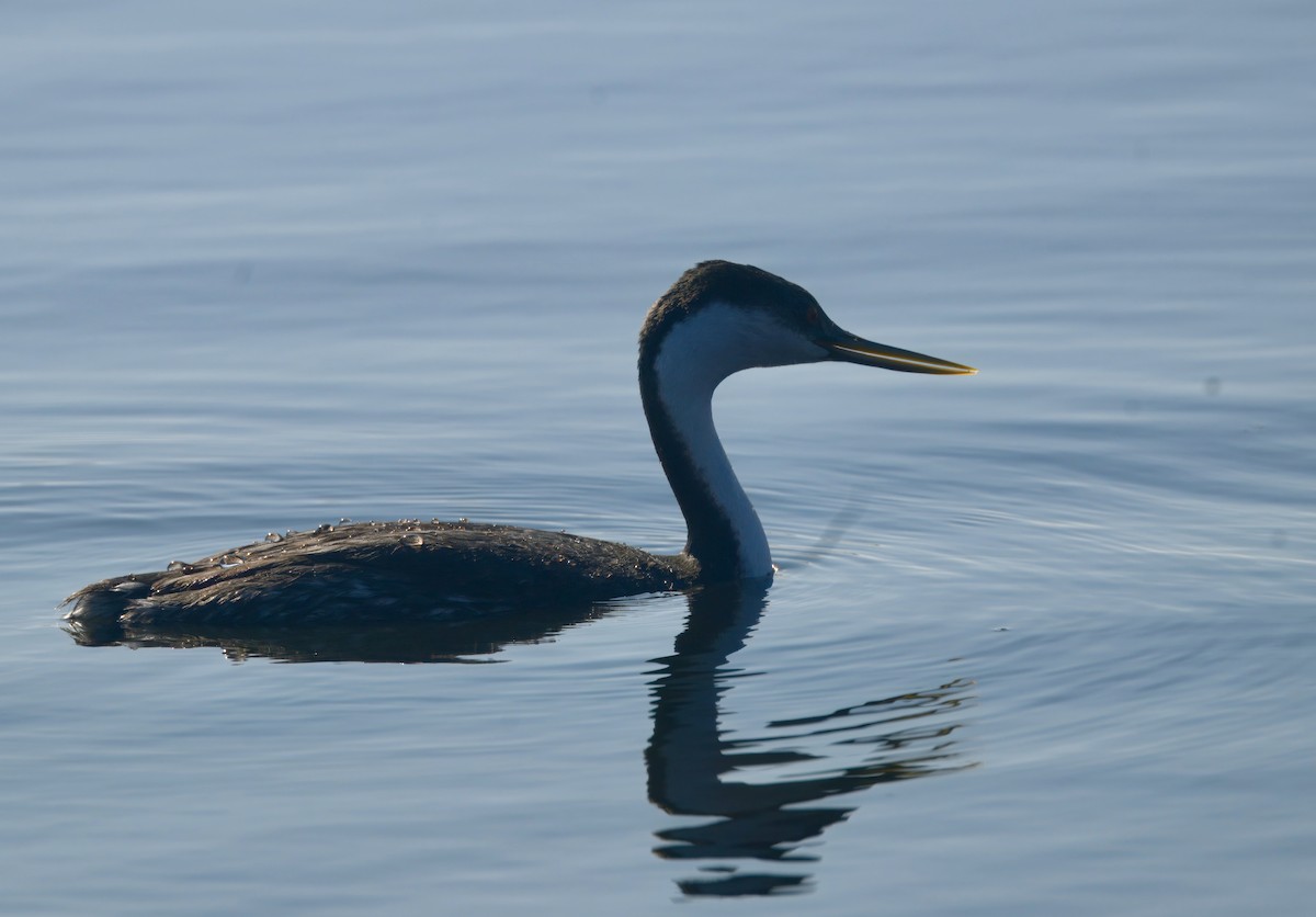 Renntaucher - ML646292643