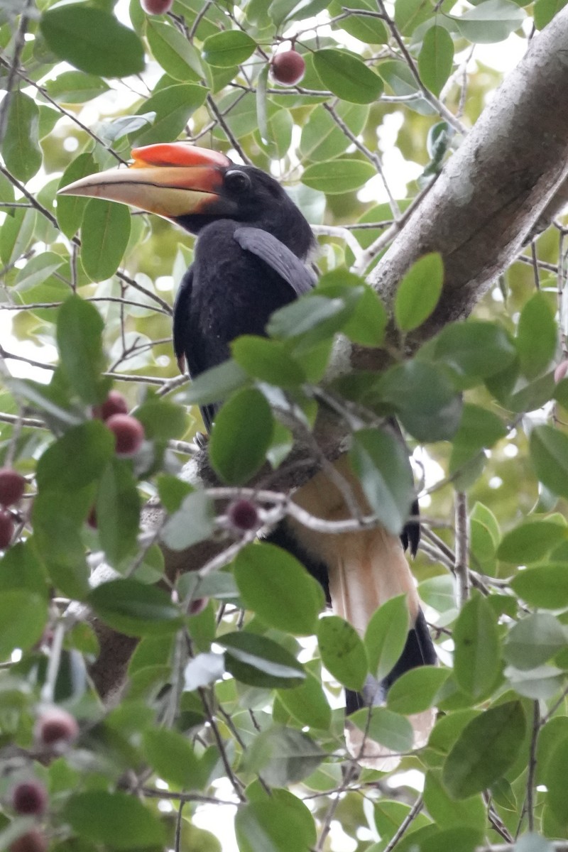 Rhinozeroshornvogel - ML646292644