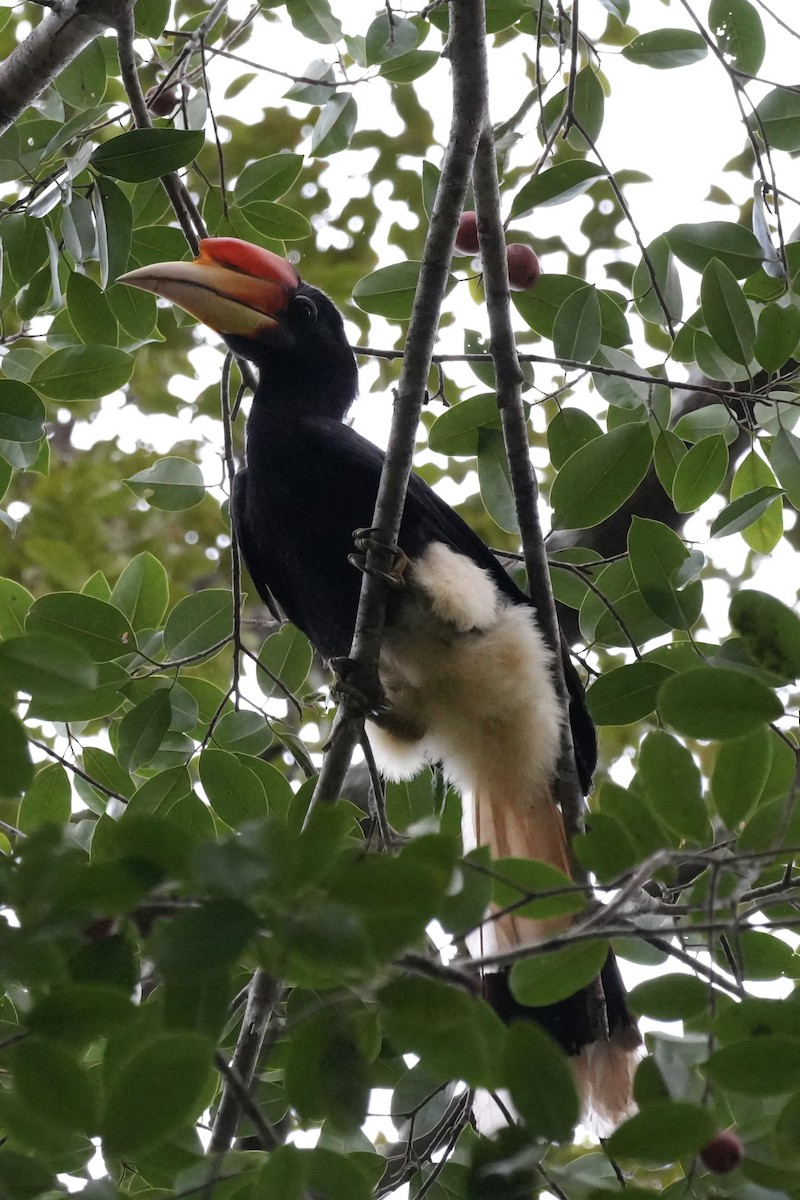 Rhinozeroshornvogel - ML646292646