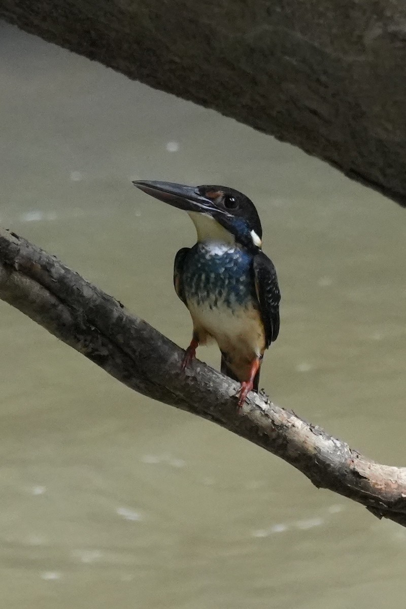 Malaysian Blue-banded Kingfisher - ML646292647