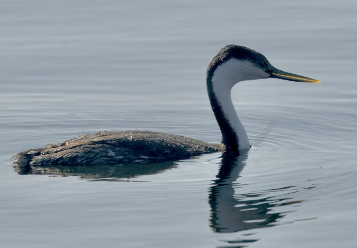 Renntaucher - ML646292651