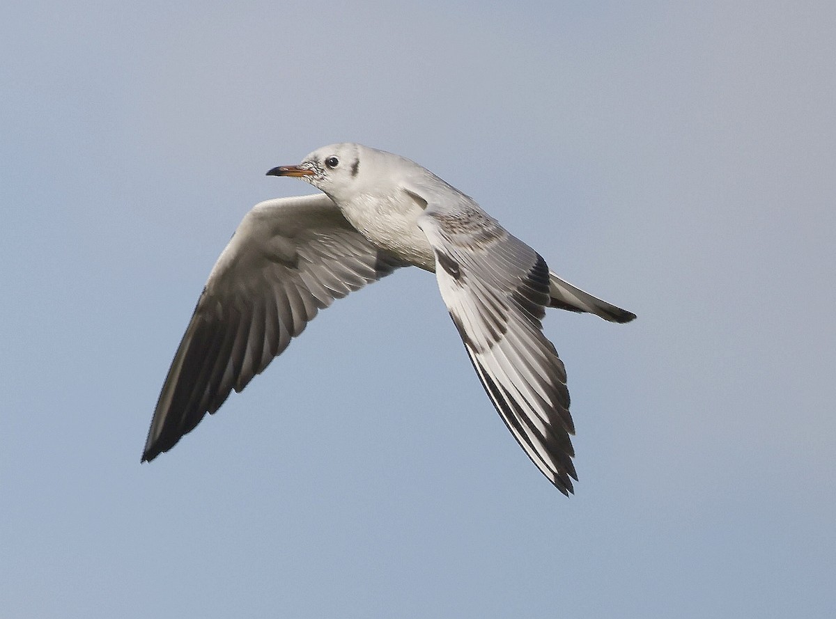 Lachmöwe - ML646292652