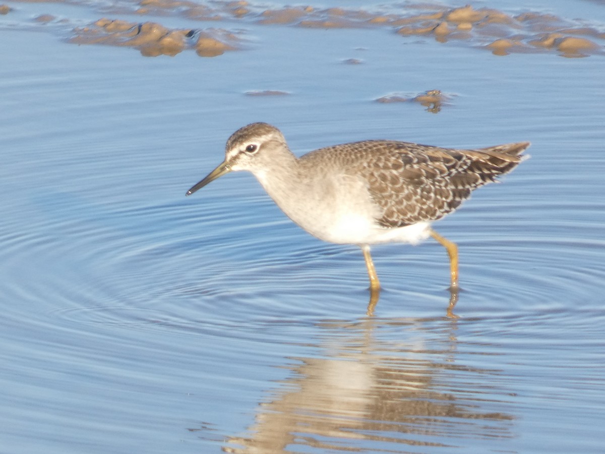 Bruchwasserläufer - ML646292654