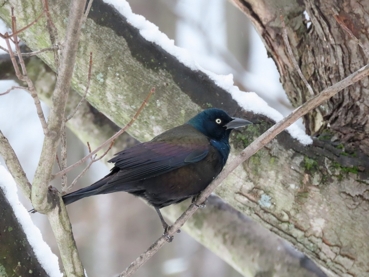 Purpurgrackel - ML646292655