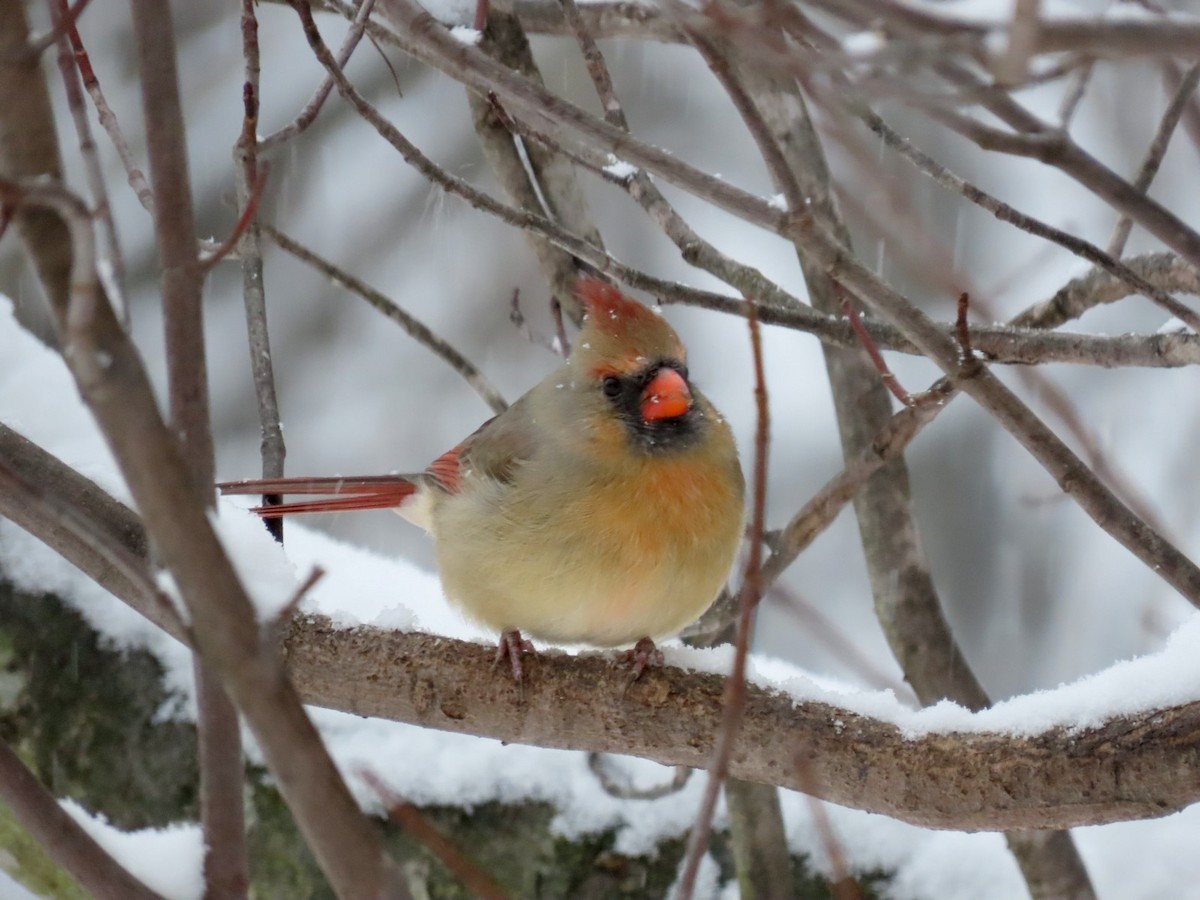 Rotkardinal - ML646292656