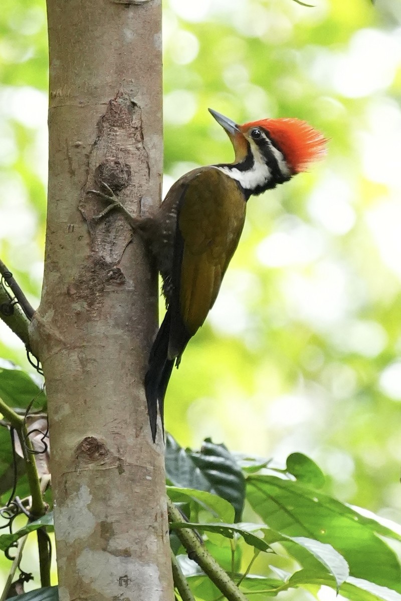 Olivrückenspecht - ML646292657